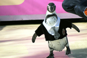 penguin2.jpg