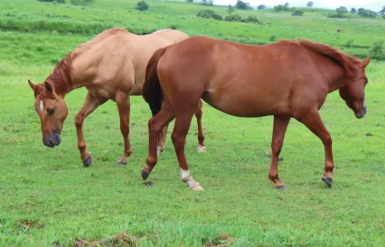 阿蘇中央ホースアイランド